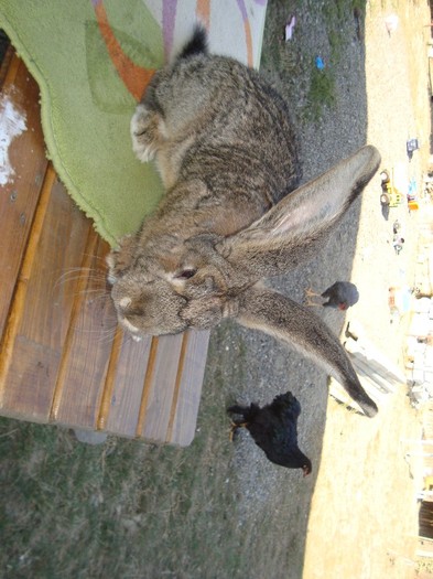 DSC02552 - iepuri prasila 25 09 2011