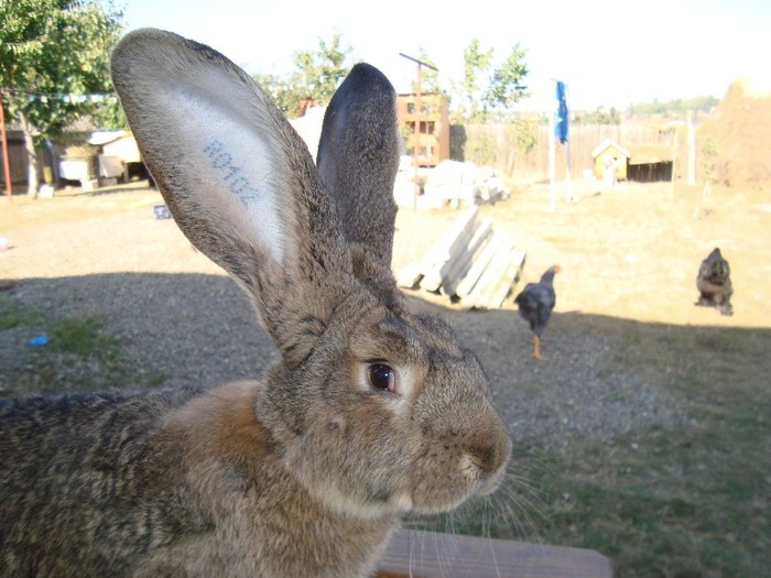 DSC02554 - iepuri prasila 25 09 2011