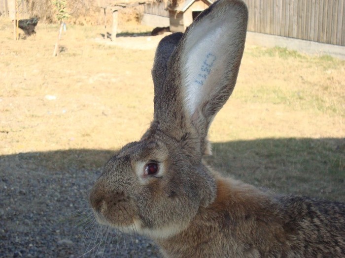 DSC02558 - iepuri prasila 25 09 2011