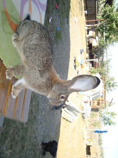 DSC02553 - iepuri prasila 25 09 2011