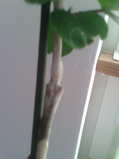 Imagine1457 - HIBISCUS-2012