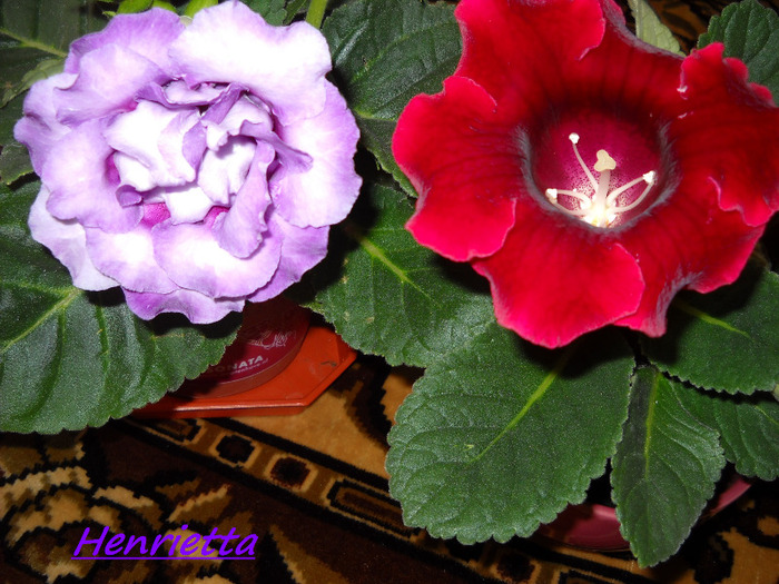 25.09.011 - 1GLOXINIA-2011