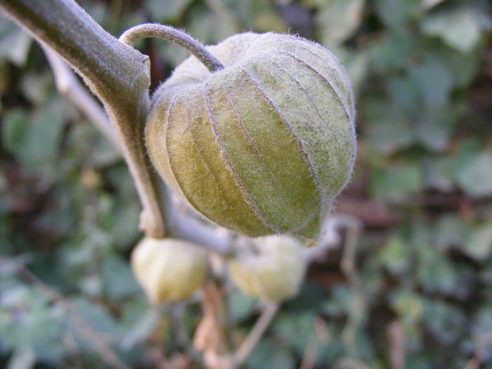 physalis peruviana - Gradina 2011