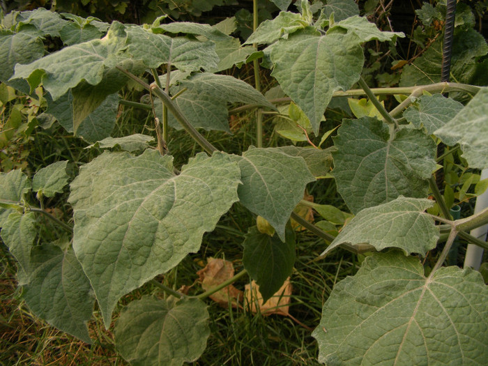 physalis peruviana - Gradina 2011