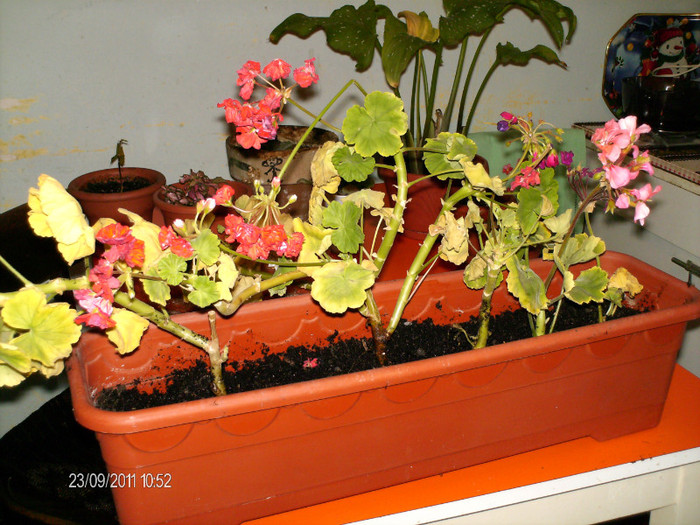 muscate in toate culorile...