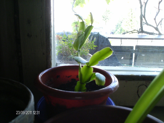 craciunita roz cu mijloc alb...