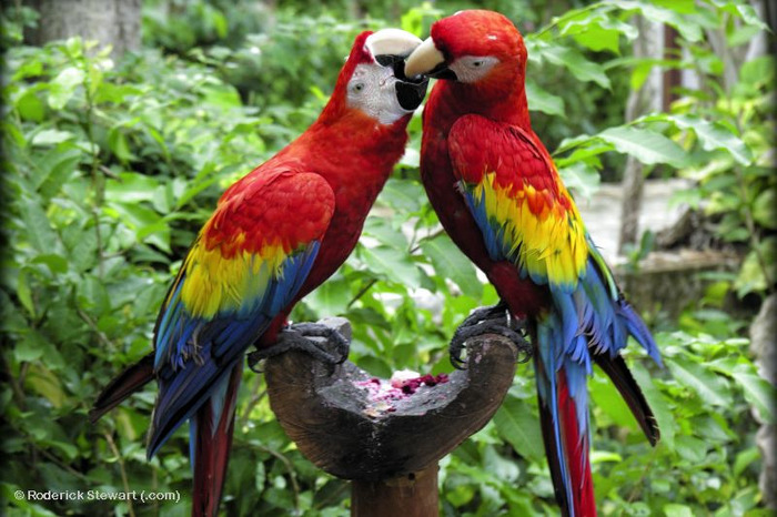 0504%20love%20parrots%204x6 - papagali