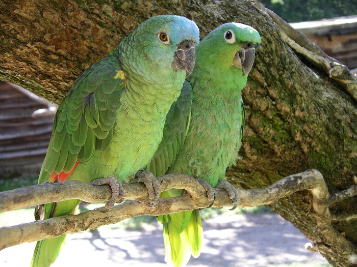 Amazon_parrots_x2_Bird_Land_Leicestershire-4 - papagali