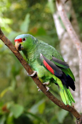 amazon-parrots