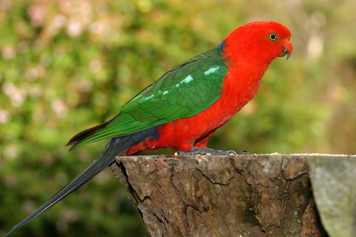 Australian-king_parrot - papagali