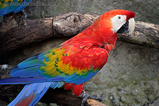colorful-parrots-2-big - papagali