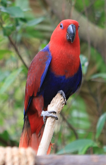 Eclectus-Parrot1 - papagali