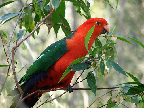 Parrot 4 - papagali