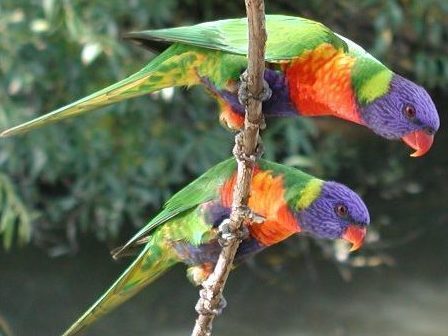 parrots - papagali