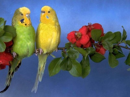 parrots_09al_420x315 - papagali