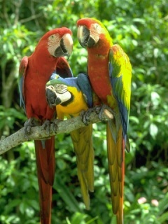 parrots_syi6yvbl - papagali