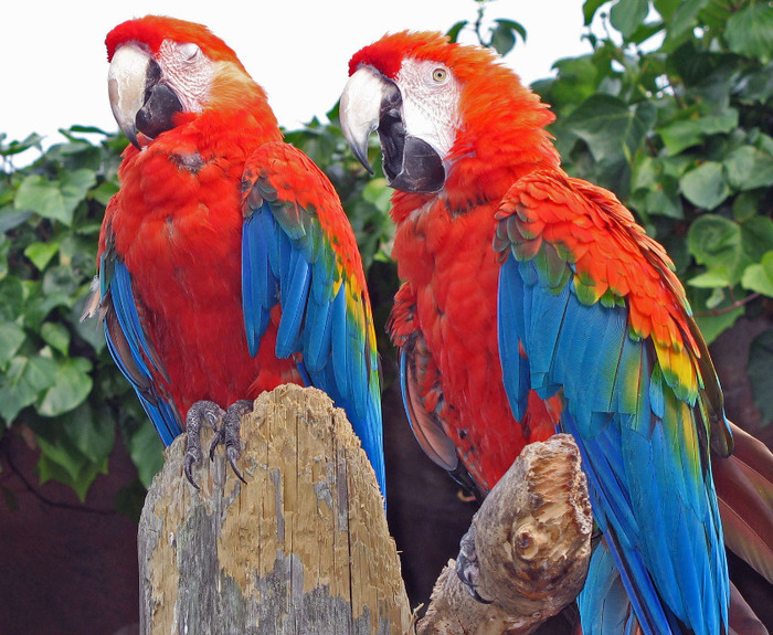 seen-better-days-parrots - papagali