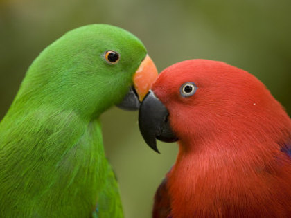 tim-laman-closeup-of-male-and-female-eclectus-parrots-respectively - papagali