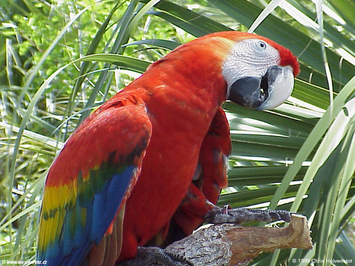 www.stuffkit.com-526 - papagali
