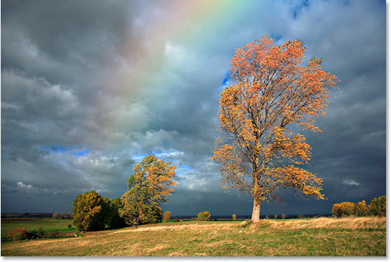 rainbow-trees - curcubeu