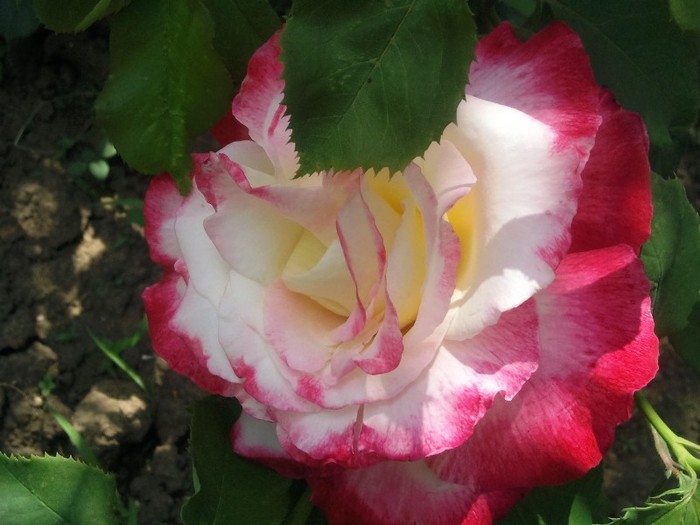 Double Delight - trandafiri
