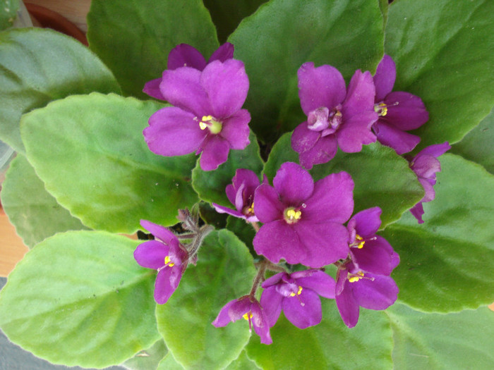 DSC00427 - FLORI 2011