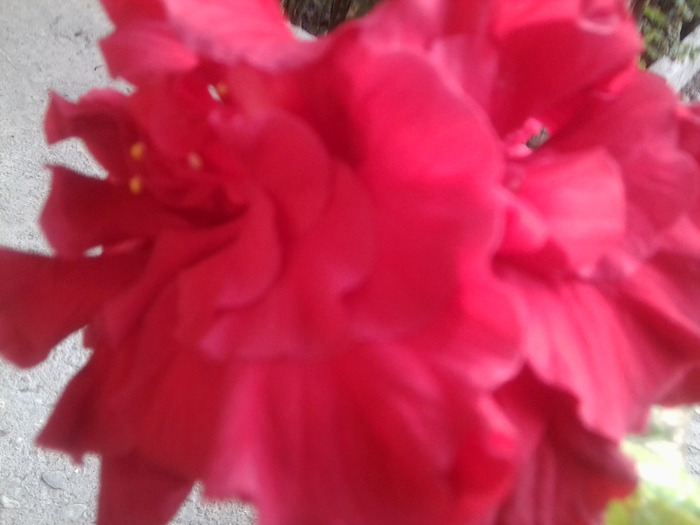 Fotografie1095 - hibiscusi-2012-1