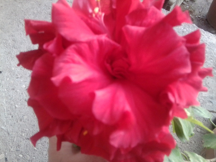 Fotografie1096 - hibiscusi-2012-1