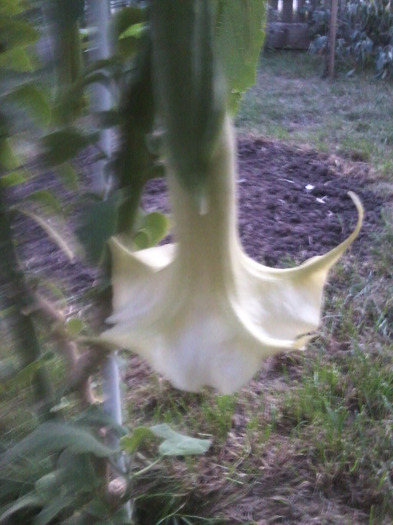 Fotografie1103 - brugmansia si datura 2012-2