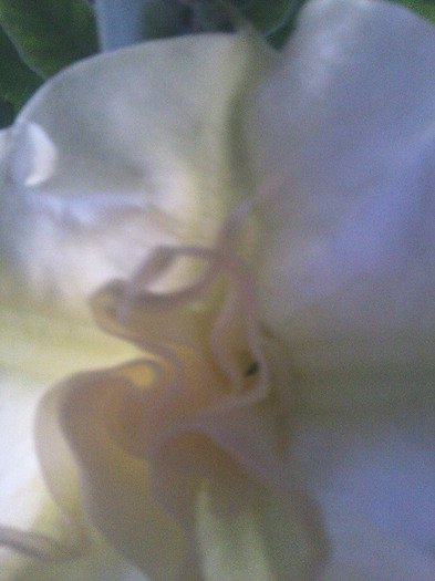 Fotografie1105 - brugmansia si datura 2012-2