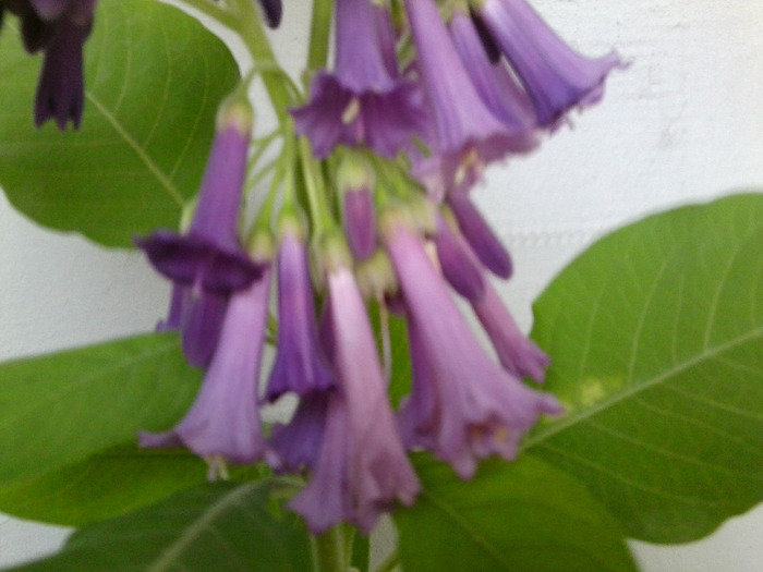 Fotografie1125 - brugmansia si datura 2012-2