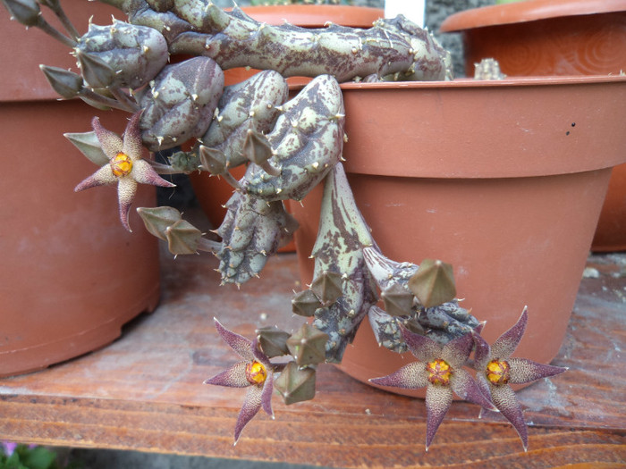 Inca 4 flori de piaranthus