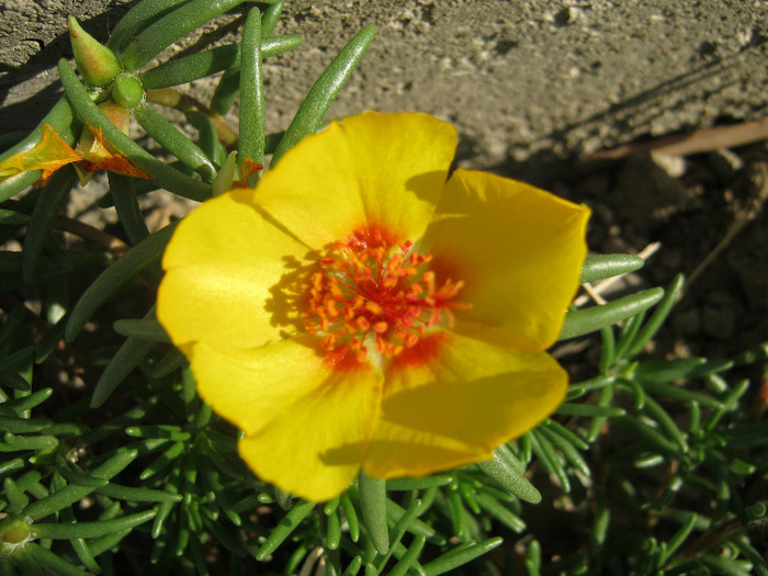 Flori de piatra - diverse