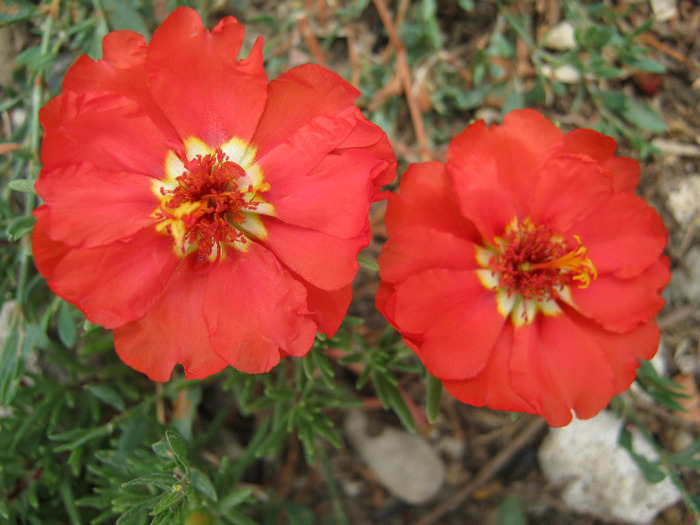 Flori de piatra - diverse