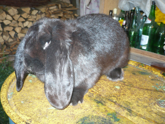 P1080576 - berbecii mei pentru 2012