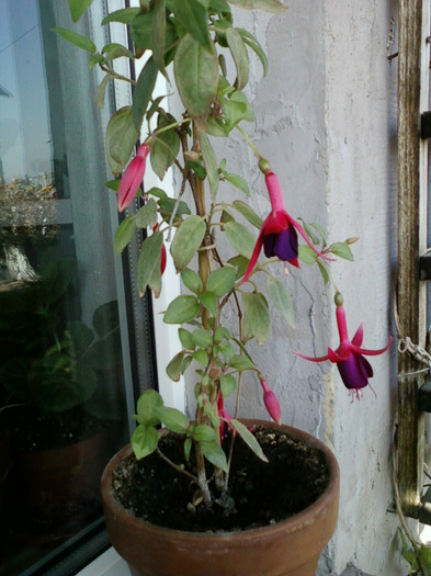 my pictures- 26 sept 2011 031; fuchsia-una dintre preferatele mele...
