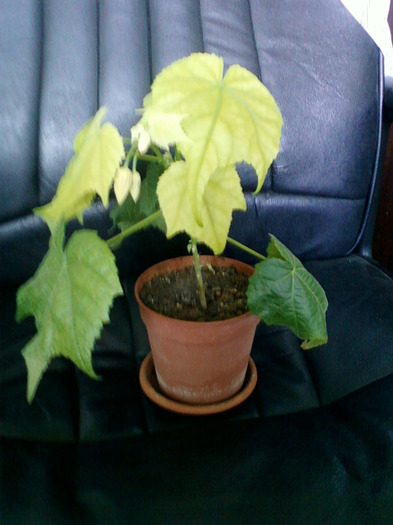 my pictures- 26 sept 2011 052 - abutilon