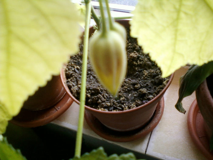 my pictures- 26 sept 2011 043 - abutilon