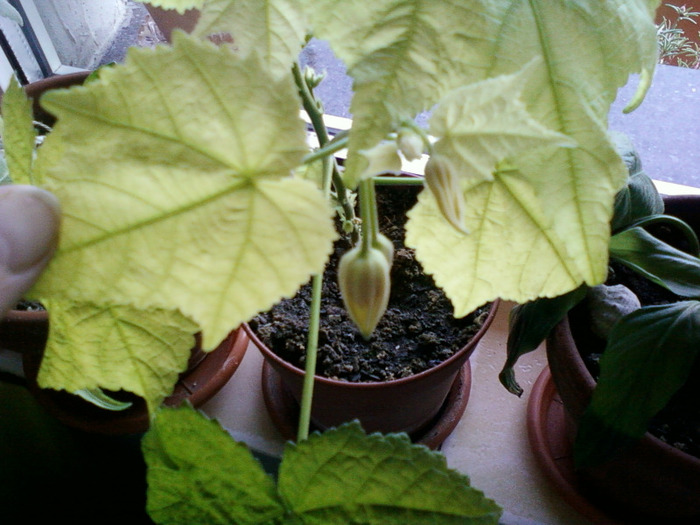 my pictures- 26 sept 2011 042 - abutilon