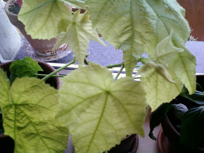 my pictures- 26 sept 2011 044 - abutilon