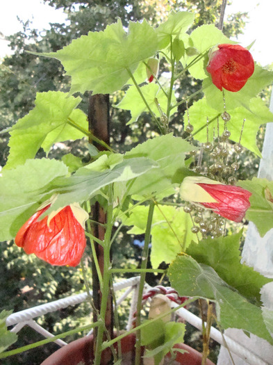 3 flori in pomul-ABUTILON
