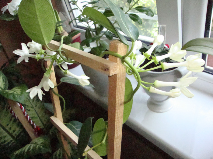 IASOMIE DE MADAGASCAR,17.09.2011