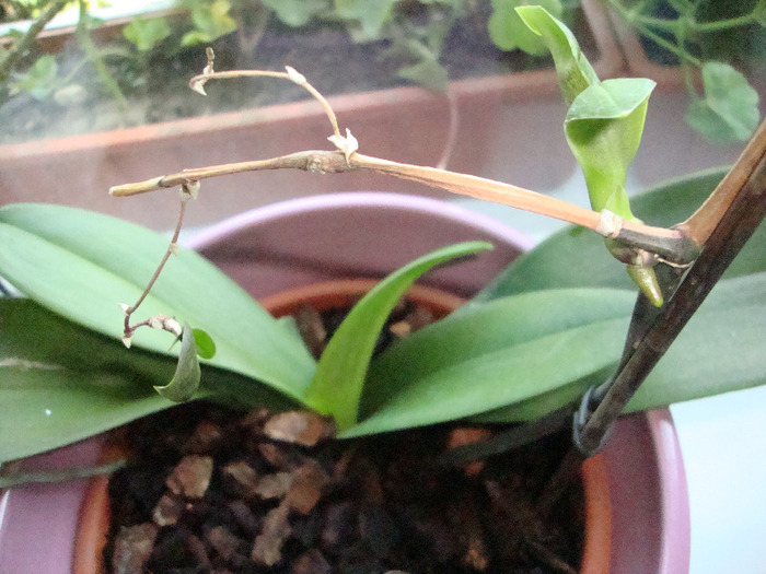 ORHIDEE SICLAM,,,IES FRUNZE PT GRENGI,,,NU AM VAZUT ASA CEVA!!