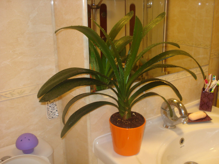 CLIVIA IMBAIATA:) - FLORILE MELE -ALBUM2