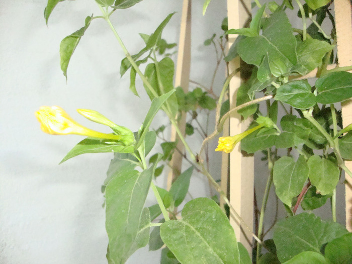 BOBOCI DE IASOMIE CURGATOARE,,GALBENI