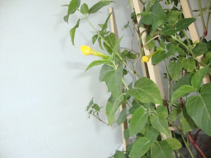 BOBOCI DE IASOMIE CURGATOARE,,GALBENI