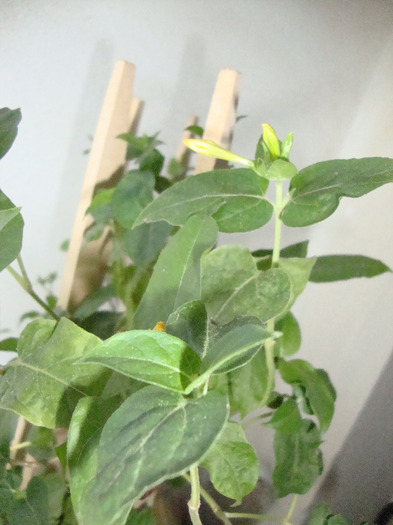 BOBOCI DE IASOMIE CURGATOARE,,GALBENI