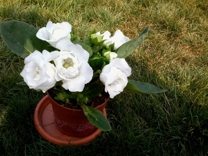 Fotografie2242 - gloxinia 2011