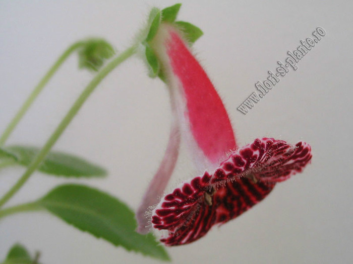 NEW - Kohleria Sofia - KOHLERIA I