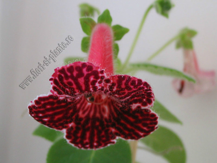 NEW - Kohleria Sofia - KOHLERIA I